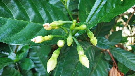 怎么你也在！ 《星露谷物语》作者为《丝之歌》角色配音